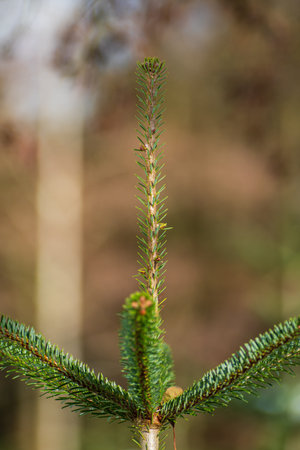 Christmas fir pine tree growing in a nursery near forest. Close up shot, shallow depth of field, no...