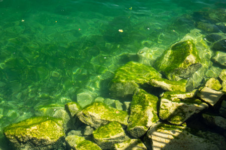 Seaweed or green algae cover on rocks on the bottom of a lake shore. Top-down view, sunny summer...
