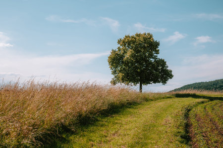 Lone blooming Linden tree on top of a small hill or meadow in Europe. Wheat field on the side, sunny...