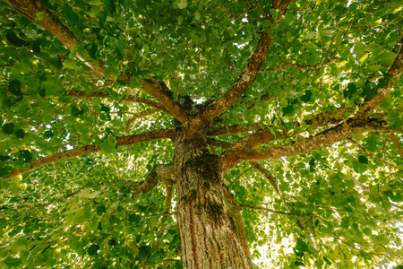 Blooming Linden tree crown or canopy, low angle. Wide angle, looking up, no people.
