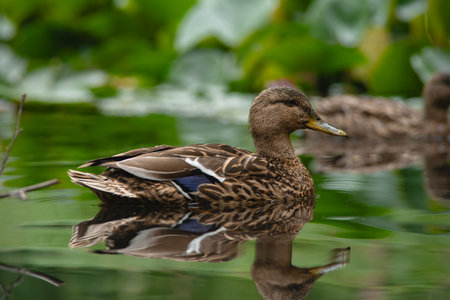 European wild brown duck swimming on a pond full of green lotus flowers. Close up low angle shot, no people.の写真素材