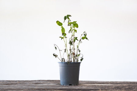 Dead, withered potted basil plant, isolated against a white backgroundの写真素材