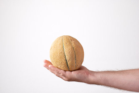 Ripe, yellow watermelon or Canary melon held in palm by Caucasian male hand. Close up studio shot, isolated on white.の写真素材