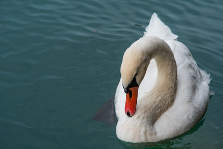 Swan swimming on a lake in Europe. Close up telephoto shot, no peopleの写真素材