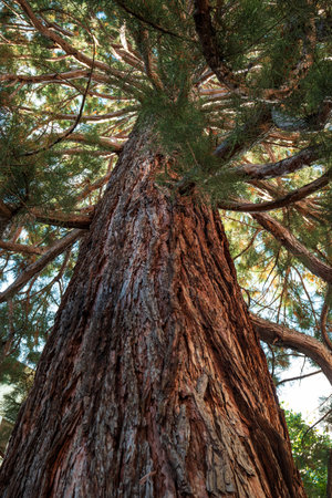 Large Sequoia tree trunk with red bark, large stretching branches. Looking up wide angle show, no people.の写真素材