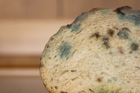 Stale, spoiled and moldy cut loaf of bread on a kitchen table. Close up shot, shallow depth of field, no people.の写真素材