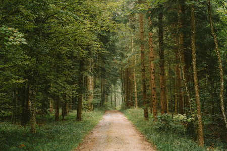 Green forest empty trail or footpath. Moody late summer scene, no people.の写真素材