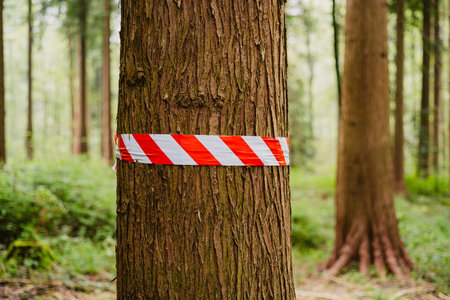 Red and white plastic warning tape wrapped around a tree trunk in a forest. Close up shot, shallow depth of field, no people.の写真素材