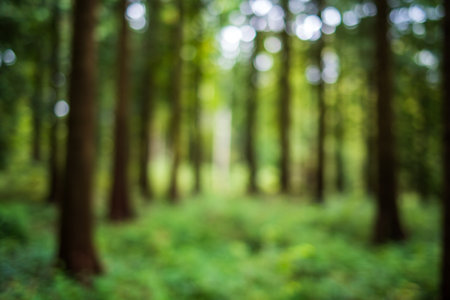 Blurred or defocused nature forest background or wallpaper. Blurry trees, specular highlights, bokeh, no people.の写真素材