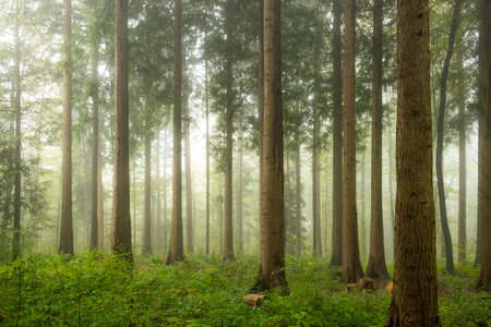 Autumn morning fog in a forest in Europe. Moody, bright forest scene, no people.