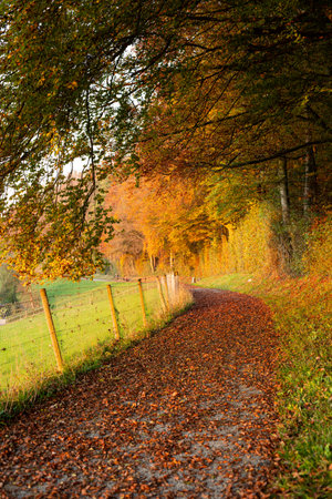 Fallen leaves covering forest footpath on a beautiful autumn evening, no people.の写真素材