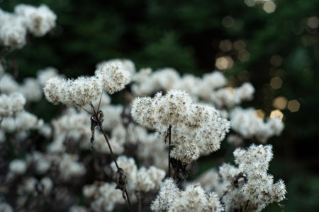 Solidago gigantea or goldenrod seed heads. Dried out gray seeds, late autumn, close up shot, no people.の写真素材