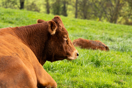 Brown, Limousine breed cow sitting in a field in Europeの写真素材