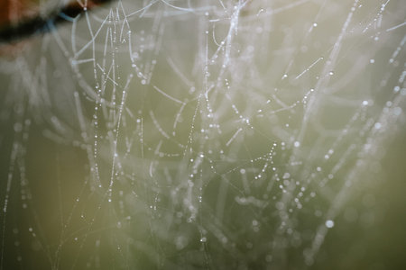 Morning dew or condensation covered spider web on forest twigs during autumn. Close up macro shot, no people.の写真素材
