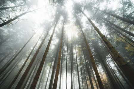 Foggy or misty forest scene. Autumn morning thick fog, moody atmosphere, ultra-wide, low-angle, no...