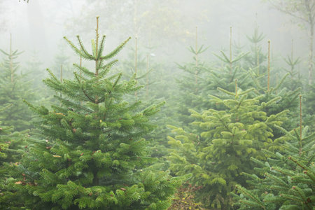 Christmas or evergreen pine trees growing in a nursery in a foggy forest scene in late autumn, no people.の写真素材