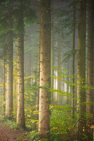 Foggy forest scene in late autumn. Thick morning haze, moody atmosphere, no people.の写真素材