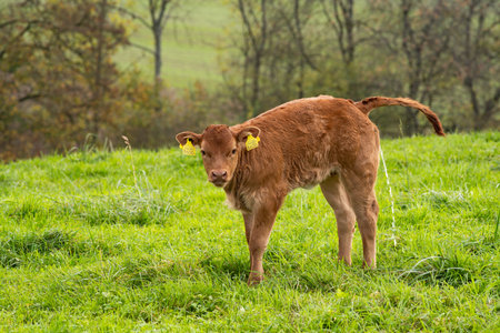 Brown, Limousine breed calve peeing in a field in Europe, no people.の写真素材