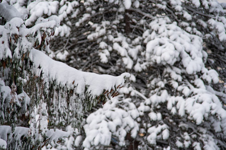 Snow covered evergreen or pine tree branch in a forest. Close up shot, heavy snowfall, no people.の写真素材