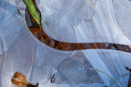 Frozen puddle in a forest. Shallow water frozen over autumn vegetation, top view, close up shot, no...