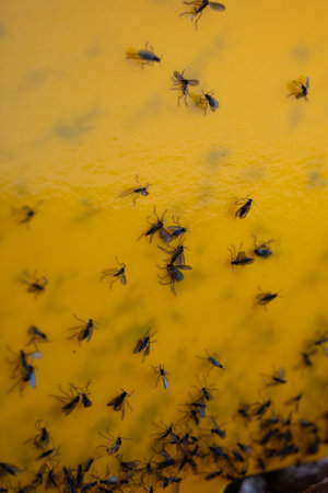 Trapped fungus gnats on sticky yellow trap paper. Close up, macro shot, no people.の写真素材