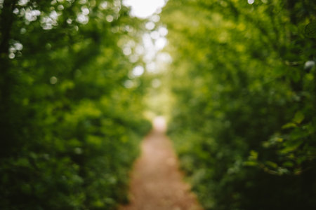 Blurred or blurry footpath in a forest. Green lush vegetation background, defocus image, bokeh highlight, no people.の写真素材