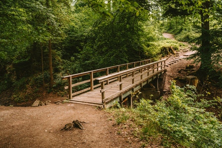 Small wooden footbridge in a forest. Sunny day, wide angle view, green vegetation, no people.の写真素材