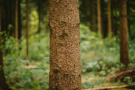Forest tree trunk in a forest. Close up shot, green vegetation, shallow depth of field, no people.