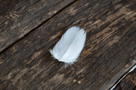 A single goose feather on brown wooden background. Close up macro shot, shallow depth of field, no peopleの写真素材