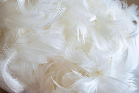 A pile of goose feathers. Close up macro shot, no peopleの写真素材