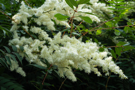 Blooming Sorbaria Sorbifolia flowers and green leaves in a park in the month of June. Sunny summer day, no peopleの写真素材