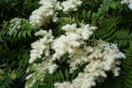 Blooming Sorbaria Sorbifolia flowers and green leaves in a park in the month of June. Sunny summer day, no peopleの写真素材