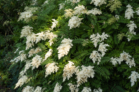 Blooming Sorbaria Sorbifolia flowers and green leaves in a park in the month of June. Sunny summer day, no peopleの写真素材