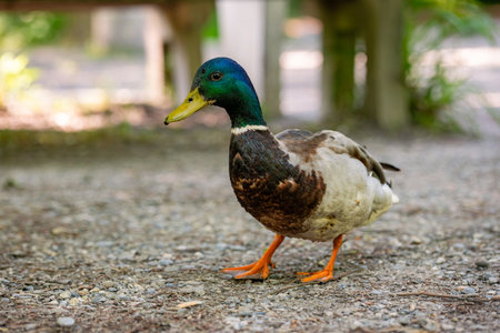 Colorful Mallard or wild duck, walking alone near forest pond. Close up shot, shallow depth of field, no peopleの写真素材