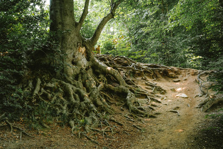 Large European beech tree roots spreading out above ground. Wide angle forest scene, low angle, no peopleの写真素材