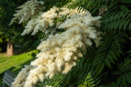 Blooming Sorbaria Sorbifolia flowers and green leaves in a park in the month of June. Sunny summer day, no peopleの写真素材