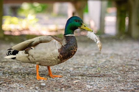 Colorful Mallard or wild duck, walking alone with a feather in its beak near a forest pond. Close up shot, shallow depth of field, no peopleの写真素材
