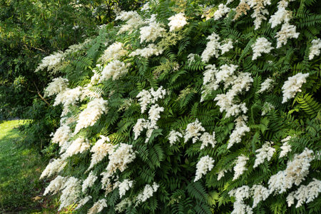 Blooming Sorbaria Sorbifolia flowers and green leaves in a park in the month of June. Sunny summer day, no peopleの写真素材