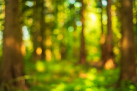 Blurred or defocused nature forest background or wallpaper. Blurry trees, specular highlights, bokeh, no peopleの写真素材