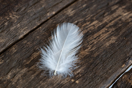 A single goose feather on brown wooden background. Close up macro shot, shallow depth of field, no peopleの写真素材
