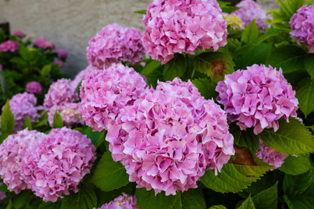 Beautiful, blooming, pink Hydrangea flower bush outdoors. Close up shot, shallow depth of field, no peopleの写真素材