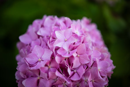 Beautiful, blooming, pink Hydrangea flower bush outdoors. Close up shot, shallow depth of field, no peopleの写真素材