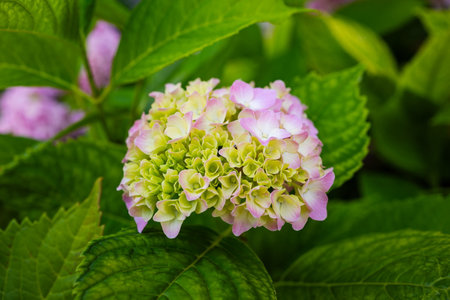 Beautiful, blooming, pink Hydrangea flower bush outdoors. Close up shot, shallow depth of field, no peopleの写真素材