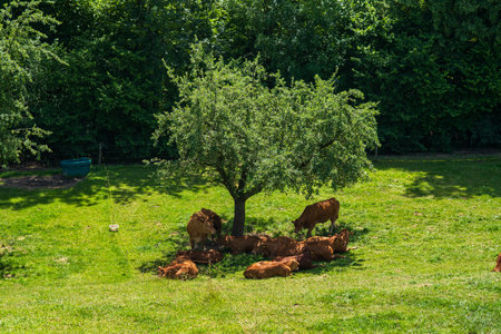 Swiss Limousine brown cows resting in the shadow of a small fruit tree on a hot summer day. Above point of view shot, close up, no peopleの写真素材