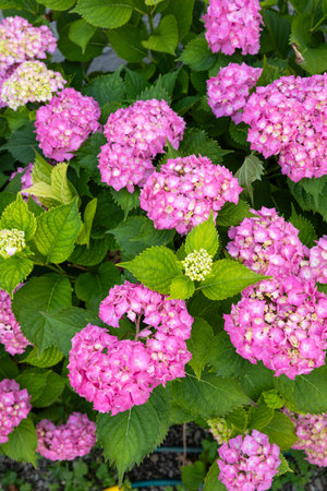 Beautiful, blooming, pink Hydrangea flower bush outdoors. Close up shot, shallow depth of field, no peopleの写真素材