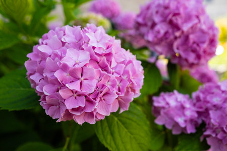 Beautiful, blooming, pink Hydrangea flower bush outdoors. Close up shot, shallow depth of field, no peopleの写真素材