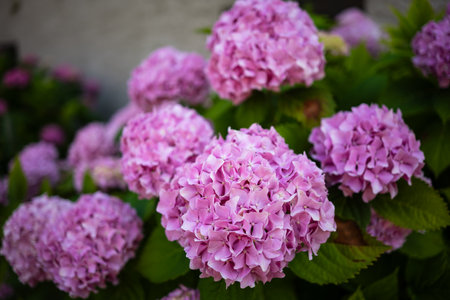 Beautiful, blooming, pink Hydrangea flower bush outdoors. Close up shot, shallow depth of field, no peopleの写真素材