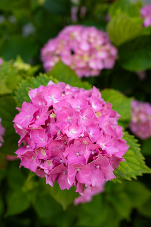 Beautiful, blooming, pink Hydrangea flower bush outdoors. Close up shot, shallow depth of field, no peopleの写真素材