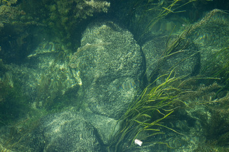Green river algae and water weeds swaying underwater.  Sunny summer day, top down view, no peopleの写真素材