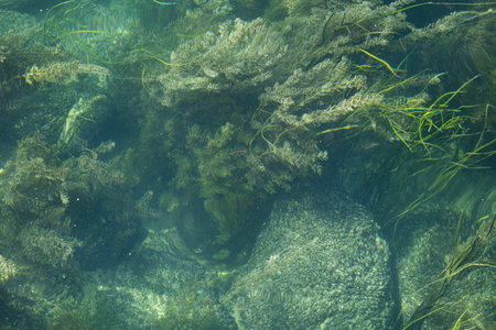 Green river algae and water weeds swaying underwater.  Sunny summer day, top down view, no peopleの写真素材
